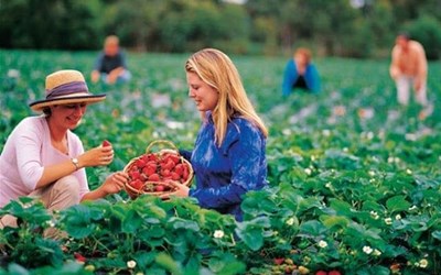 TUYỂN 05 NAM NỮ NÔNG NGHIỆP HY LẠP